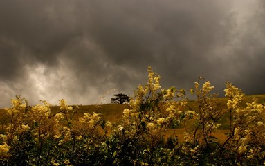 paysage d'&eacute;t&eacute;