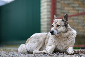 Portrait of a dog breed West Siberian Laika sitting outdoors in a yard.