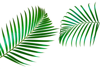 Collage of green leaves of palm tree.