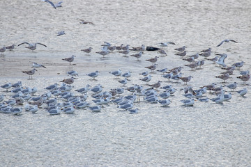  Cluster of seabirds on the shore. Bird migration concept. Birds of the Laridae family rest in...