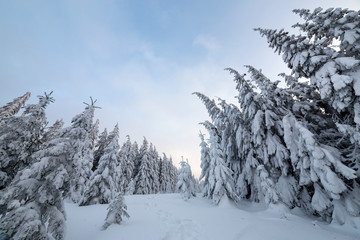Beautiful winter landscape. Dense mountain forest with tall dark green spruce trees, path in white clean deep snow on bright frosty winter day.