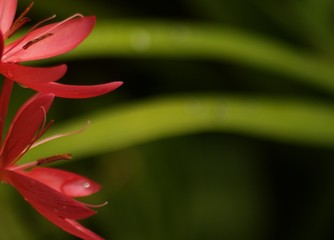 Fleur insecte nature