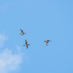 The Eurasian wigeon, also known as widgeon (Mareca penelope). Widgeon (Mareca penelope) in flight during migration. Flock with Wigeon Ducks flying in the sky during migration. 