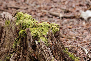 苔むした切り株