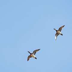 The Eurasian wigeon, also known as widgeon (Mareca penelope). Widgeon (Mareca penelope) in flight during migration. Flock with Wigeon Ducks flying in the sky during migration. 