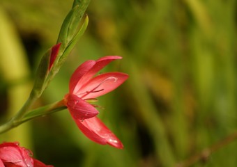 Fleur insecte nature