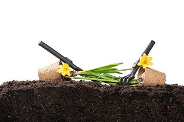 Narcissus and Muscari flower in pots isolated on white