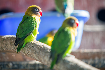 Colorful parrots in a cage at a zoo.