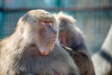 Baboon monkeys in a zoo on sunny day.