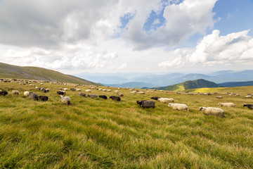 Fototapeta premium Herd of farm sheep grazing on green mountain pasture.