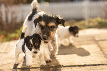 Young Whelp 6 weeks old . Beautiful Jack Russell Terrier mom dog with puppy. Bitch educates pups.