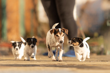 Young Whelp 6 weeks old . Beautiful Jack Russell Terrier mom dog with puppy. Bitch educates pups.