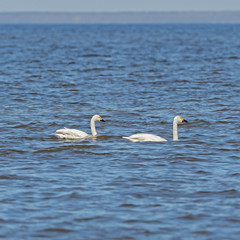 The whooper swan (Cygnus cygnus), also known as the common swan.