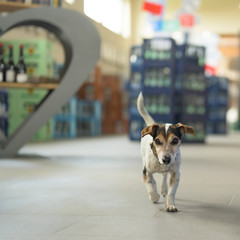 Cute small dog in shopping market - cute little Jack Russell terrier, 13 years old is running...