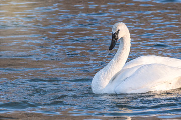Obraz premium Swans are playing at open water in the middle of winter
