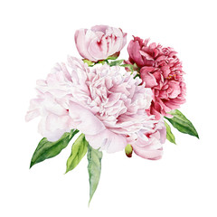 Bouquet of peony flowers. Light pink and bright red flowers and peony buds painted in watercolor on a white background. Watercolor illustration. © Dasha