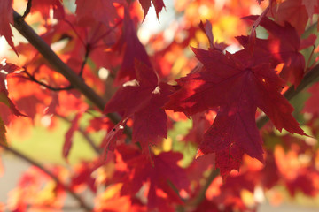 Red Leaves