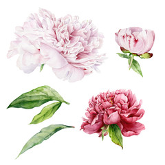Set of flowers, buds and leaves of peony. Light pink and bright red flowers and peony buds painted in watercolor on a white background.