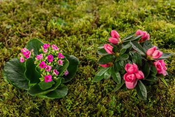 Rhododendron and kalanchoe flower on moss ground