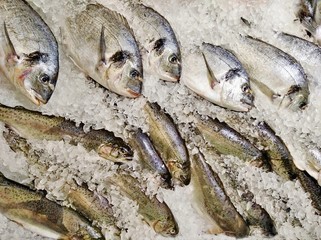 fresh fish in ice, dorada trout