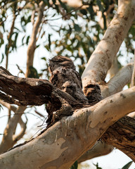 An adult Tawny Frogmouth (Podargus strigoides) with two chicks in a nest in NSW, Australia