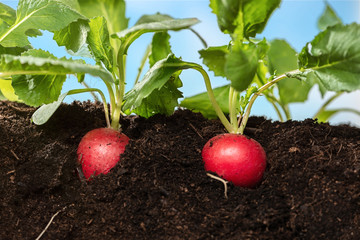 radish growing on soil isolated with sky