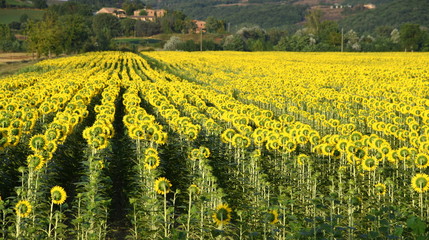 Sonnenblumenfeld mit langen Reihen