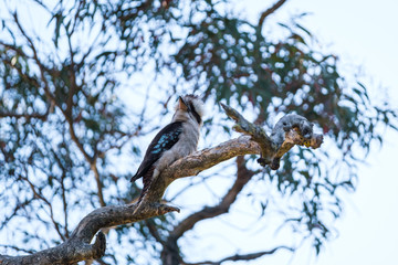 A laughing Kookaburra with blue wings looking up while sitting on a tree branch against a blue sky and trees in the wild