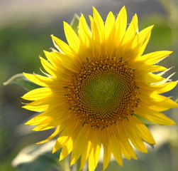 Obraz premium Leuchtender Blütenkorb einer Sonnenblume