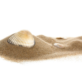 Fototapeta na wymiar Isolated seashell on sand, white background. Close up.