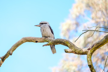 A laughing Kookaburra with blue wings sitting on a tree branch in the wild