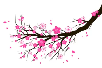 Frühling blühender Kirsch- oder Sakura-Blütenzweig. © paprika
