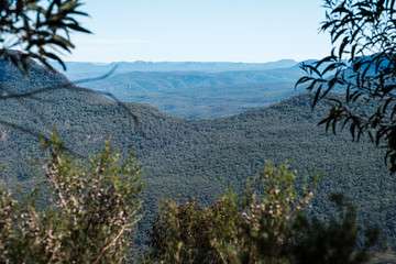 A view out between trees into the blue mountain range of trees on a sunny day