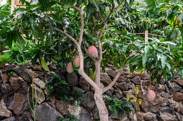 Organic mango Plantation,  fruit tree. tropical green mango hanging on tree