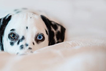Beautiful Blue and Brown eyed Dalmatian Puppy