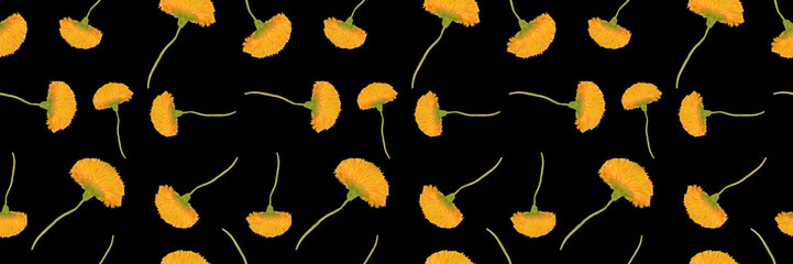 Watercolor seamless pattern of dandelion flowers isolated on black background. Banner. Hand drawning. Floral backdrop