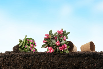 Rhododendron flower with pot on soil section with sky