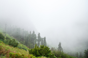 Mountain forest in thick clouds. national park of La Gomera Island. misty landscape.