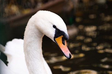 Obraz premium White swan in the foggy lake at the dawn. Morning lights. Romantic background. Beautiful swan. Cygnus. Romance of white swan with beautiful landscape.