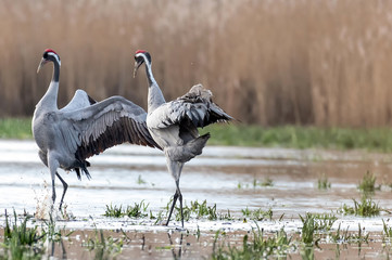 Common crane (Grus grus) in the wild. Early morning on swamp erens.