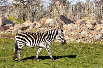 Fototapeta na wymiar Zèbre de grant d'Afrique au Zoo de Granby, Québec Canada