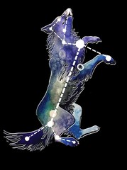  Constellation dog. This constellation inscribed in the contour. Starry sky map, T-shirt print, postcard. Drawing with watercolors.