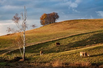 Fototapeta premium rural landscape with deciduous trees on the hill