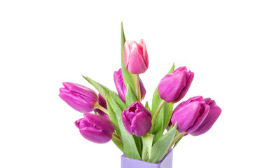 Purple tulips in the bag isolated on white