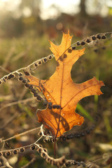 Lone Leaf at a Forest Preserve