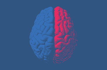 Top view left and right human brain illustration