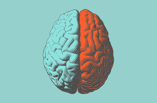 Color drawing brain illustration in vintage style