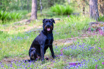 The big black dog on the glade of blue flowers
