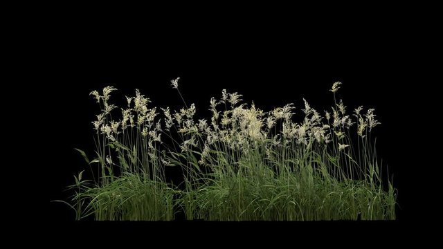 Grass and plants seamless loop, blowing on the wind, isolated on black with alpha matte
