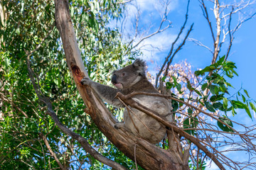 A photo of a wild Koala bear in a tree taken at Apollo bay on the Great Ocean Road